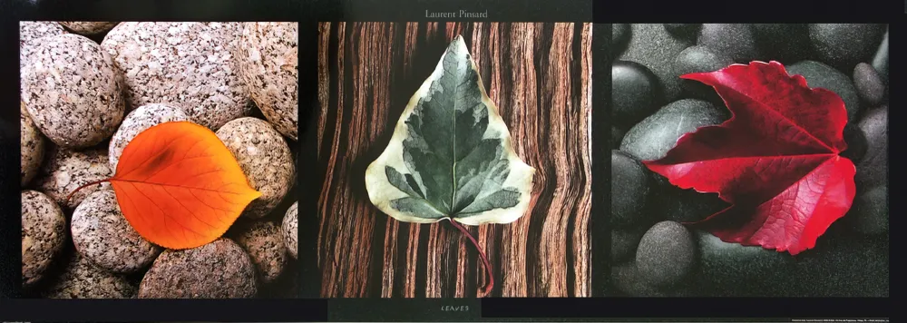 Feuilles - Feuilles colorées (impression d'art)