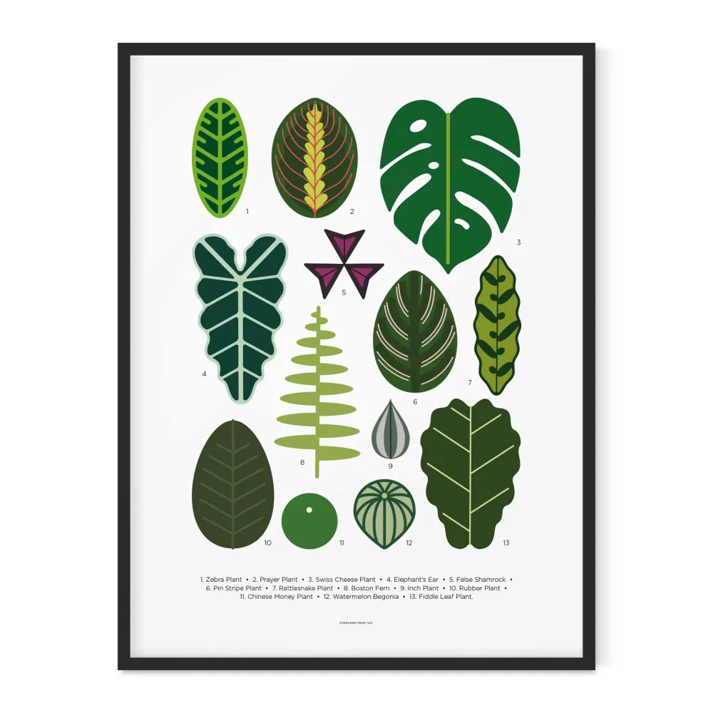 FEUILLES DE PLANTES D'INTÉRIEUR - Affiche Feuilles de plantes d'intérieur 40x50 cm | Impression éternelle