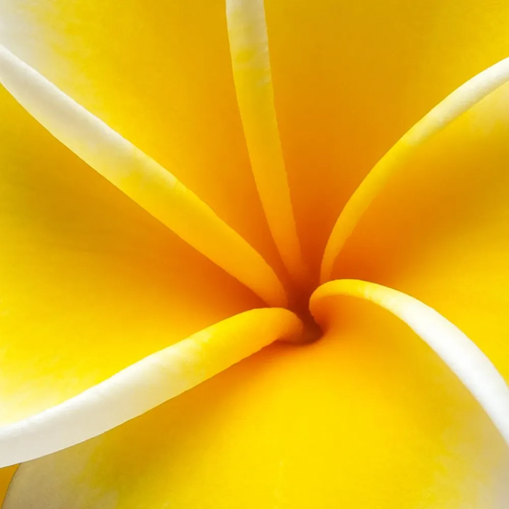 Fleur de Frangipane | Grande Bougie parfumée