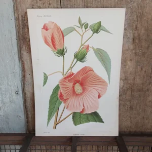 Gravure horticole "Hibiscus roseus" 1879