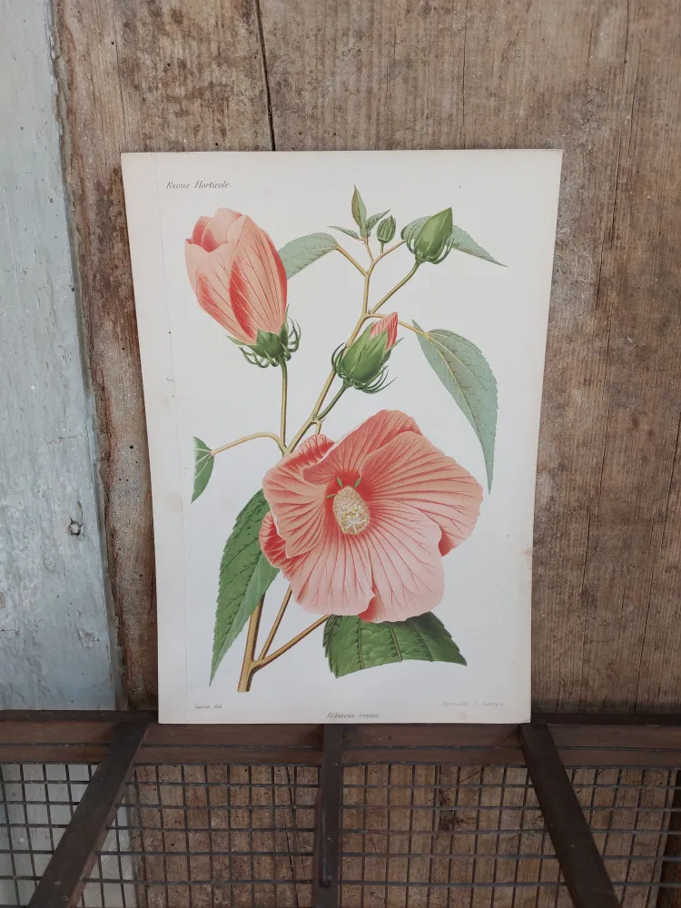 Gravure horticole "Hibiscus roseus" 1879