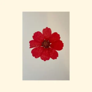Herbier Coquelicot
