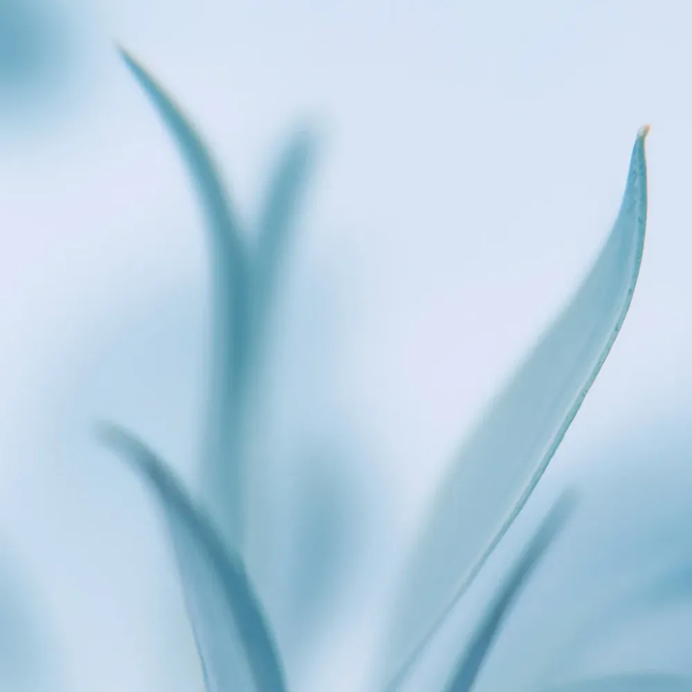 Héliotrope Bleue | Parfum d'ambiance