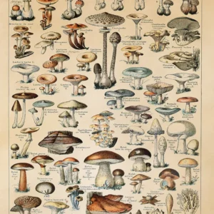 Impression d'art Champignons Adolphe Millot