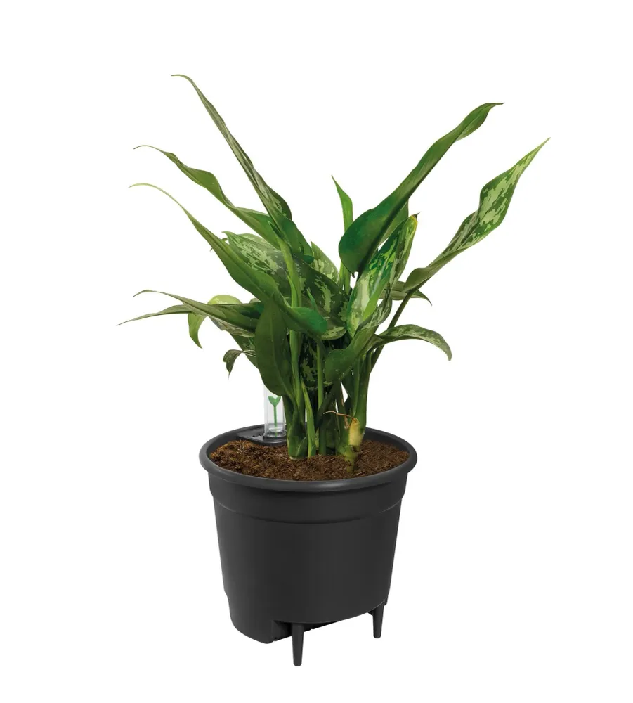 Insert Auto-Irrigant - 28 cm