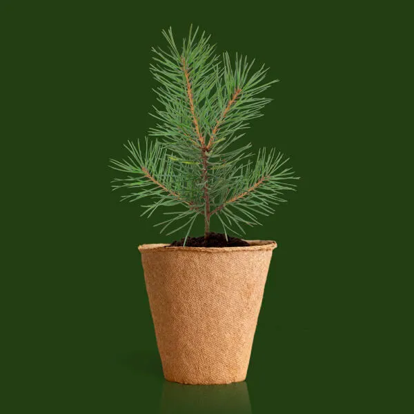Kit Arbre de Noël