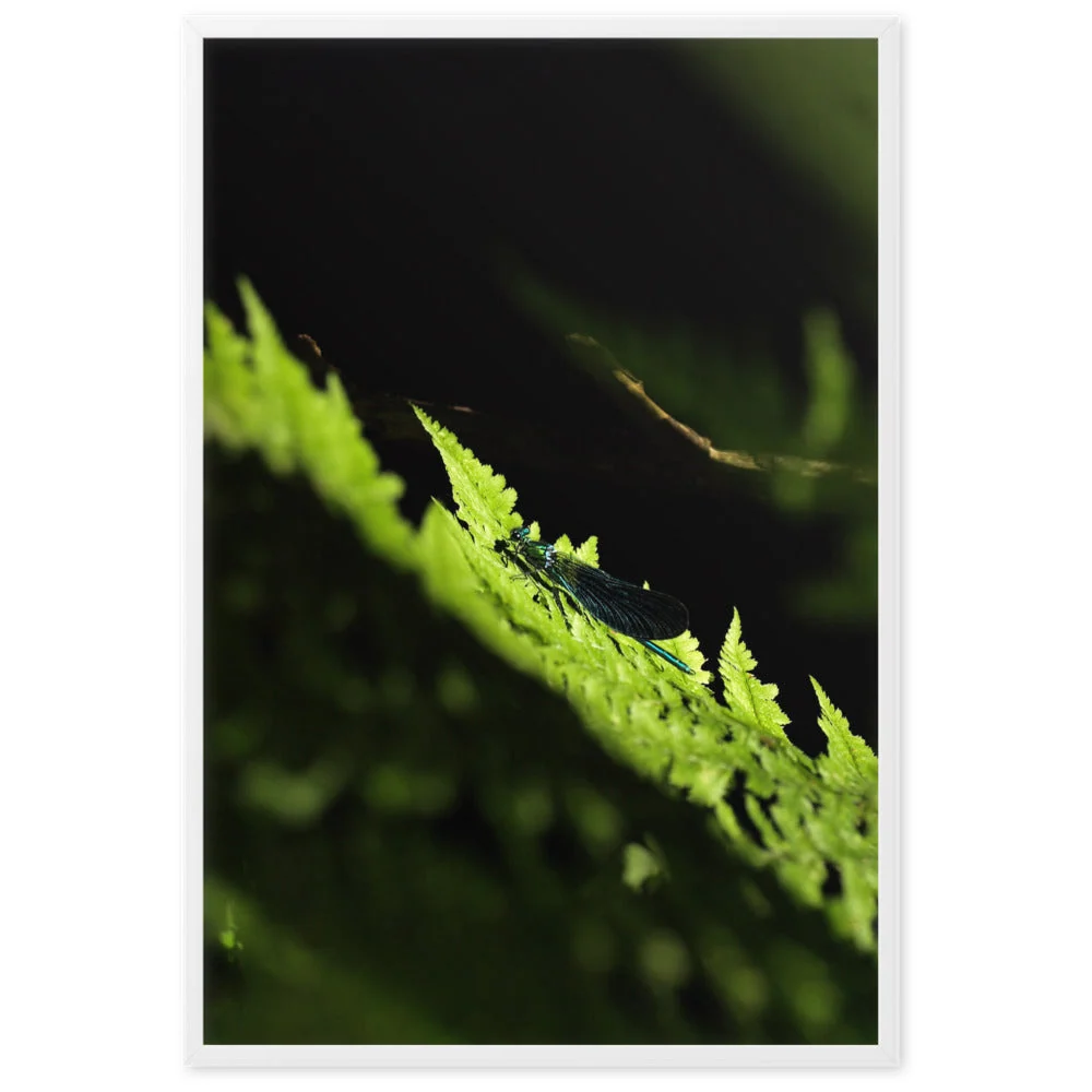 Affiche - Libellule verte Kuratoren von artlia