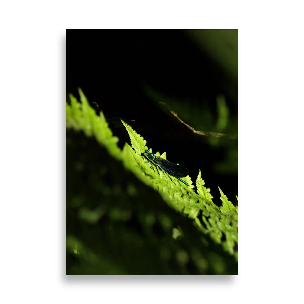 Affiche - Libellule verte Kuratoren von artlia