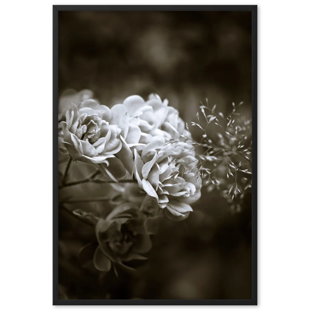 Affiche - Pivoines blanches Kuratoren von artlia