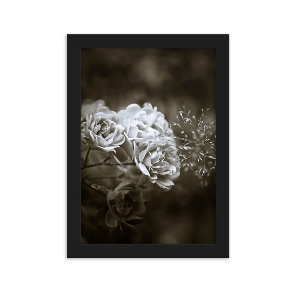 Affiche - Pivoines blanches Kuratoren von artlia