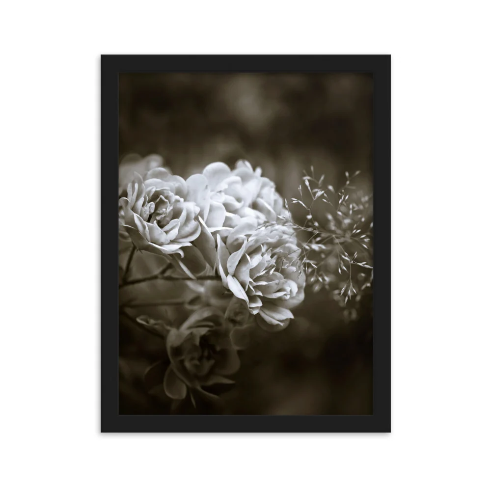 Affiche - Pivoines blanches Kuratoren von artlia