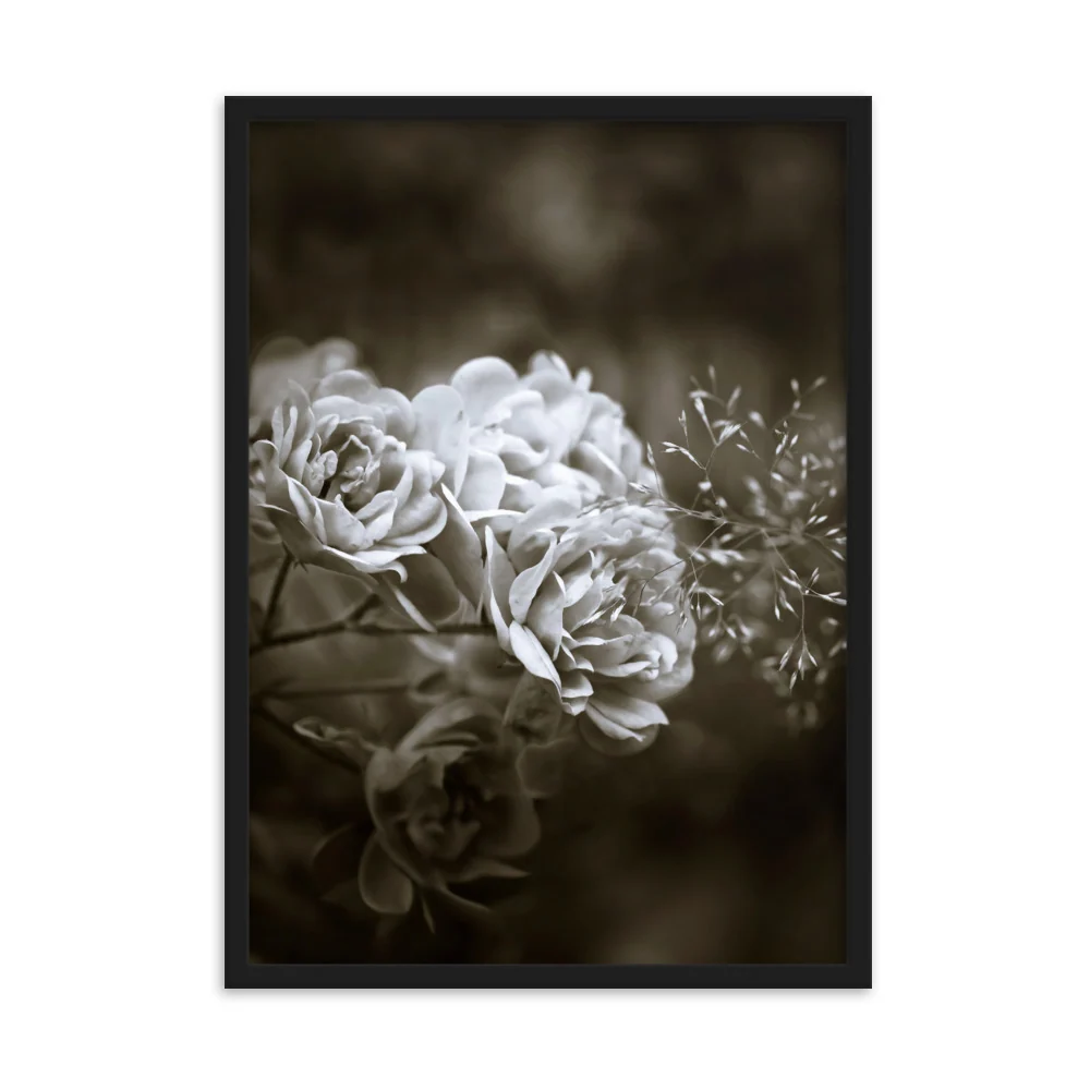 Affiche - Pivoines blanches Kuratoren von artlia