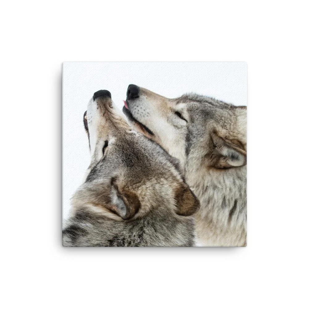 câlins aux loups - toile Kuratoren von artlia