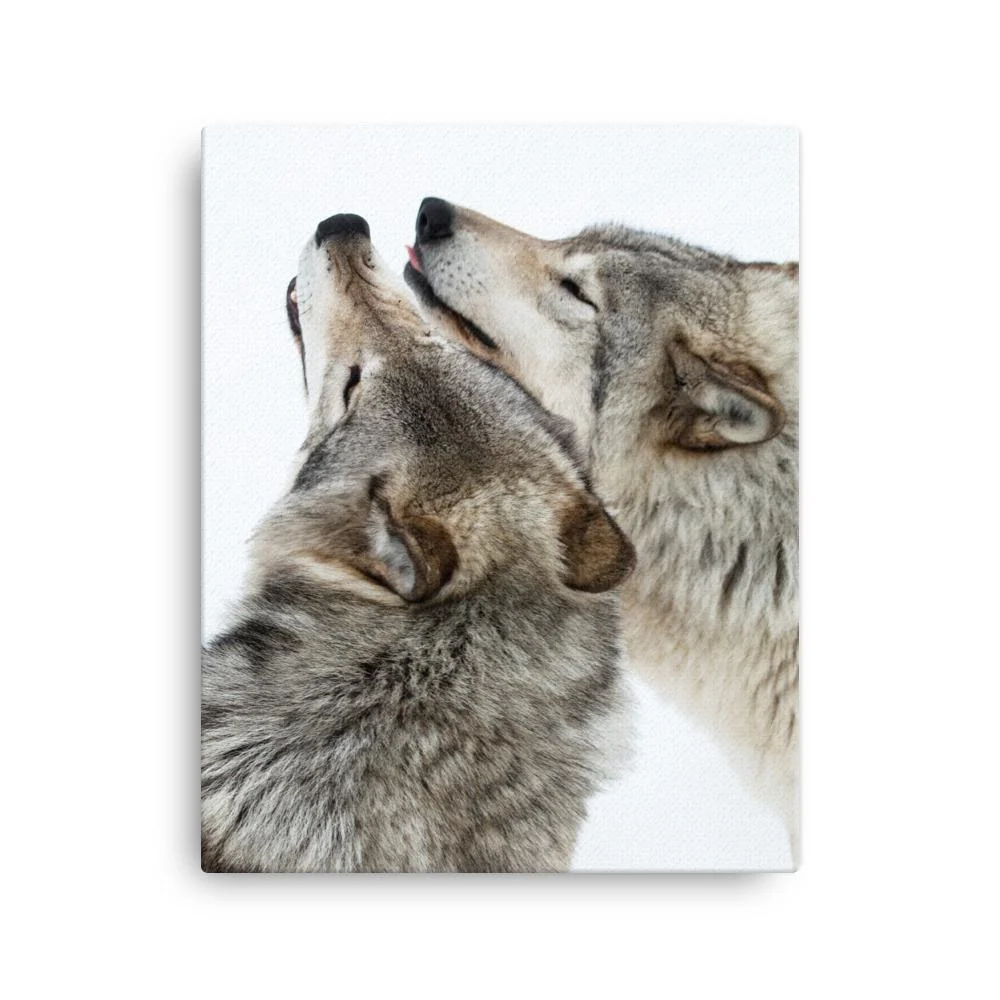 câlins aux loups - toile Kuratoren von artlia