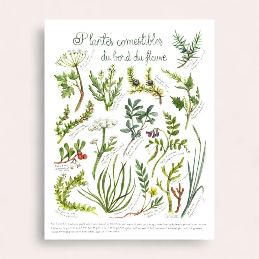 Affiche - Plantes comestibles du bord du fleuve Mathilde Cinq-Mars