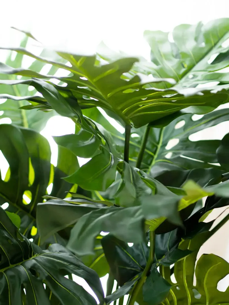 Monstera artificiel - Thilo | 98 cm