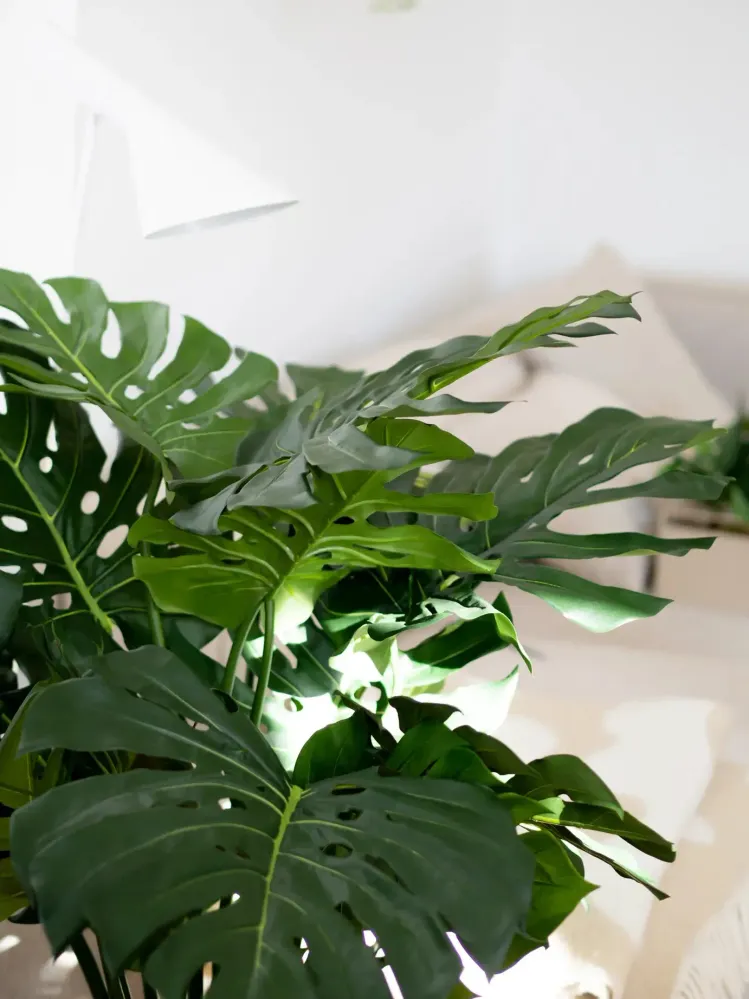 Monstera artificiel - Thilo | 98 cm
