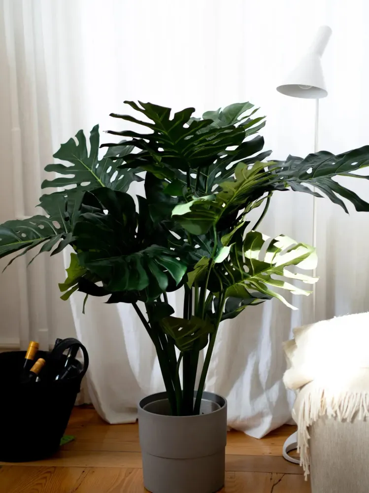 Monstera artificiel - Thilo | 98 cm