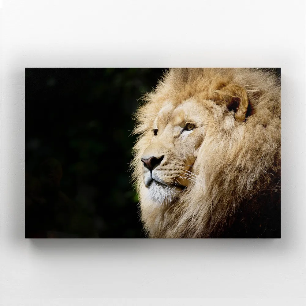 Tableau Lion Afrique MusaArtGallery