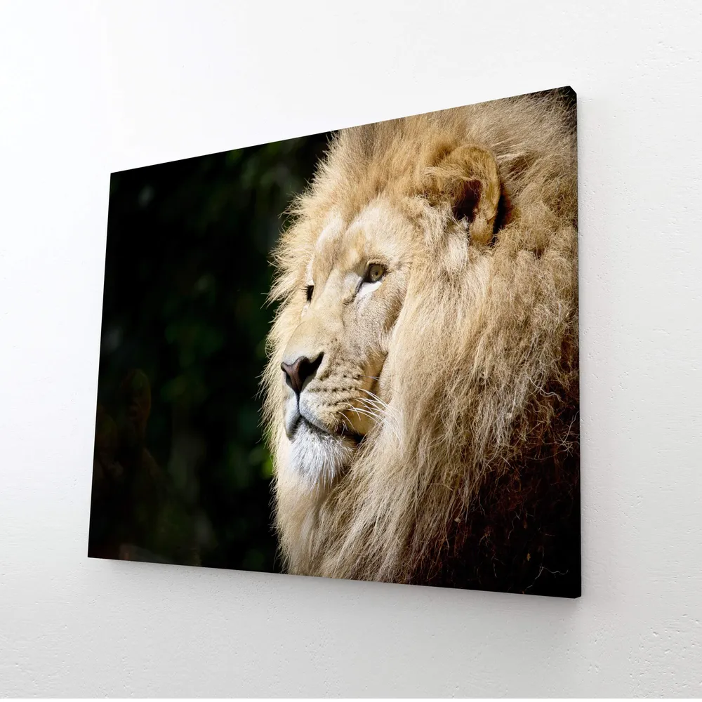 Tableau Lion Afrique MusaArtGallery