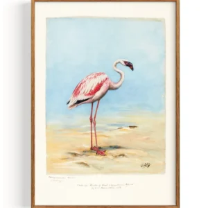Flamant rose (1860–1954) My Store