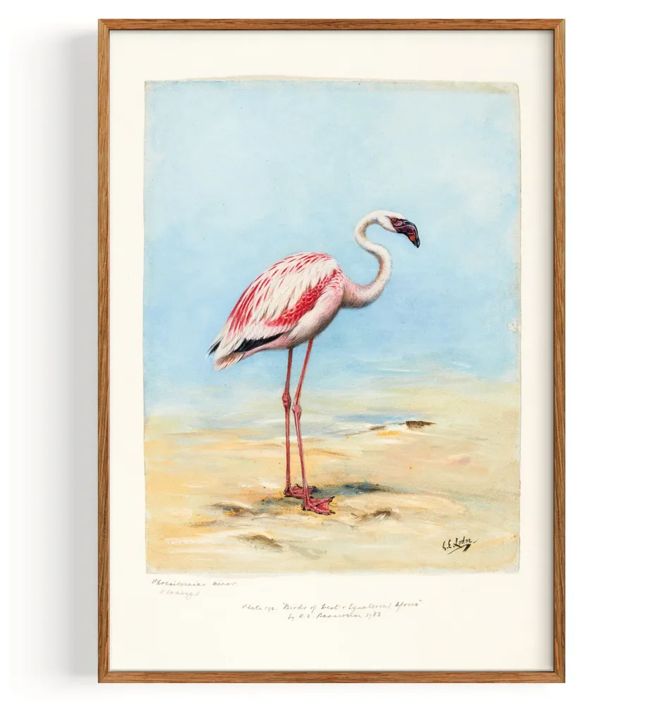 Flamant rose (1860–1954) My Store