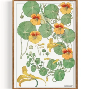 Fleurs d'oranger (1896) My Store