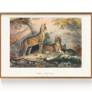 Serval (1861) My Store