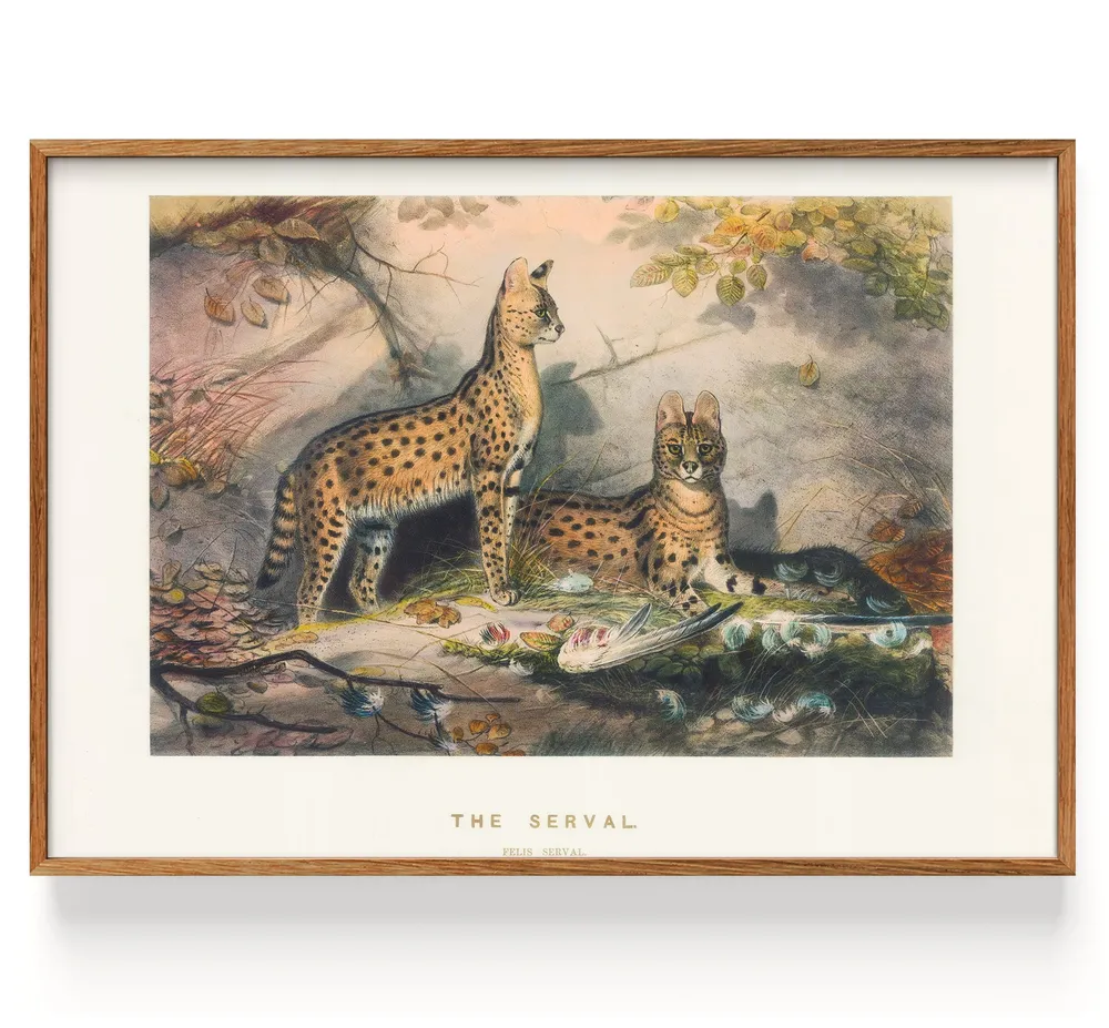 Serval (1861) My Store