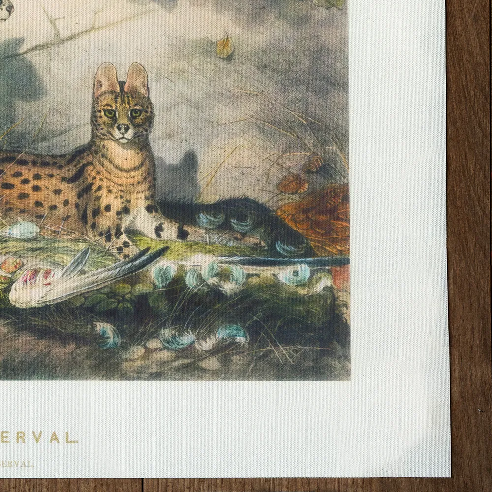 Serval (1861) My Store