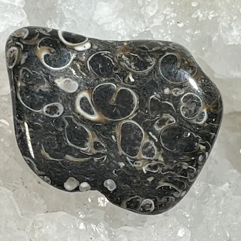 Agate Fossile Turitelle Oasis de Cristal Inc