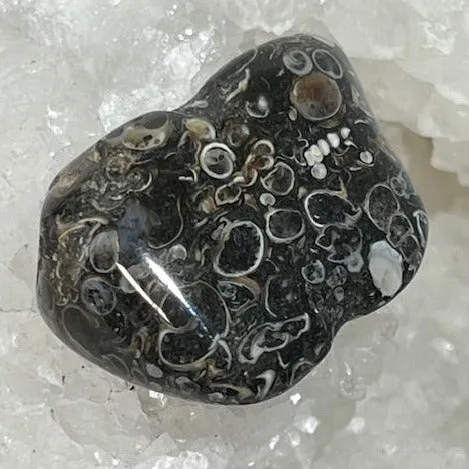 Agate Fossile Turitelle Oasis de Cristal Inc