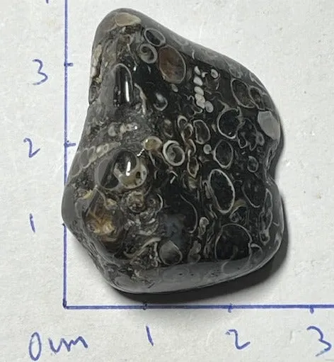 Agate Fossile Turitelle Oasis de Cristal Inc
