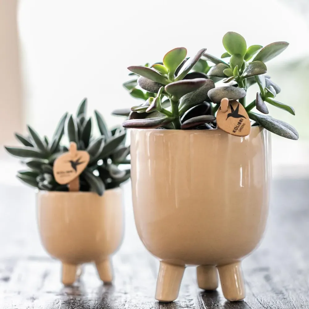 Offre Combinée - Pots en Travertin Gummy