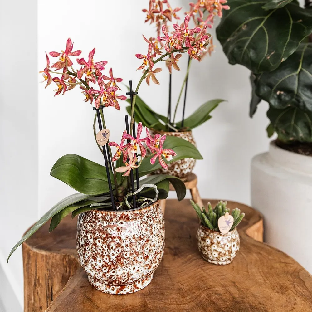 Offre Combinée Safari Pots Décoratifs
