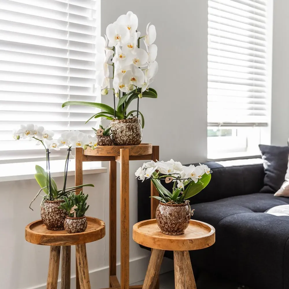 Offre Combinée Safari Pots Décoratifs