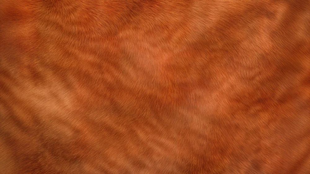 Papier peint texture pelage | Effet naturel et chaleureux