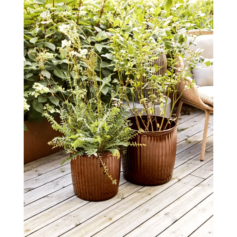 Planteur Groove House Doctor, Brun