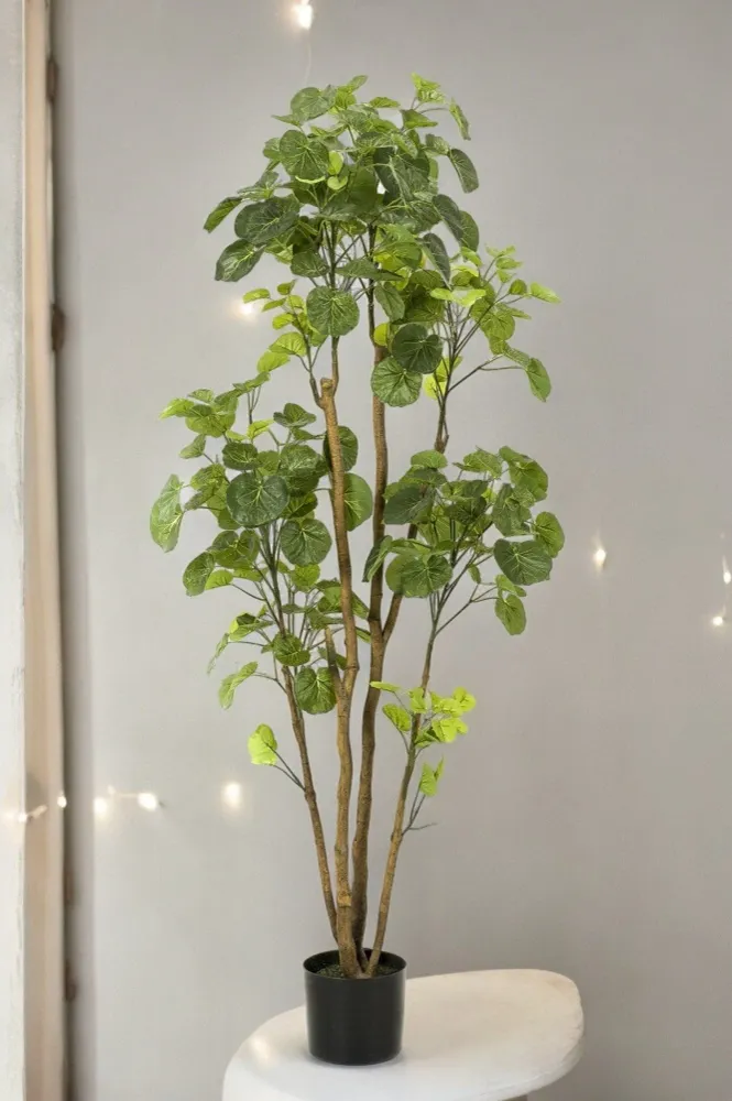 Polyscias Aralia plante artificielle - h160cm