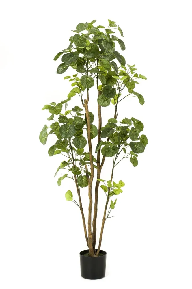 Polyscias Aralia plante artificielle - h160cm