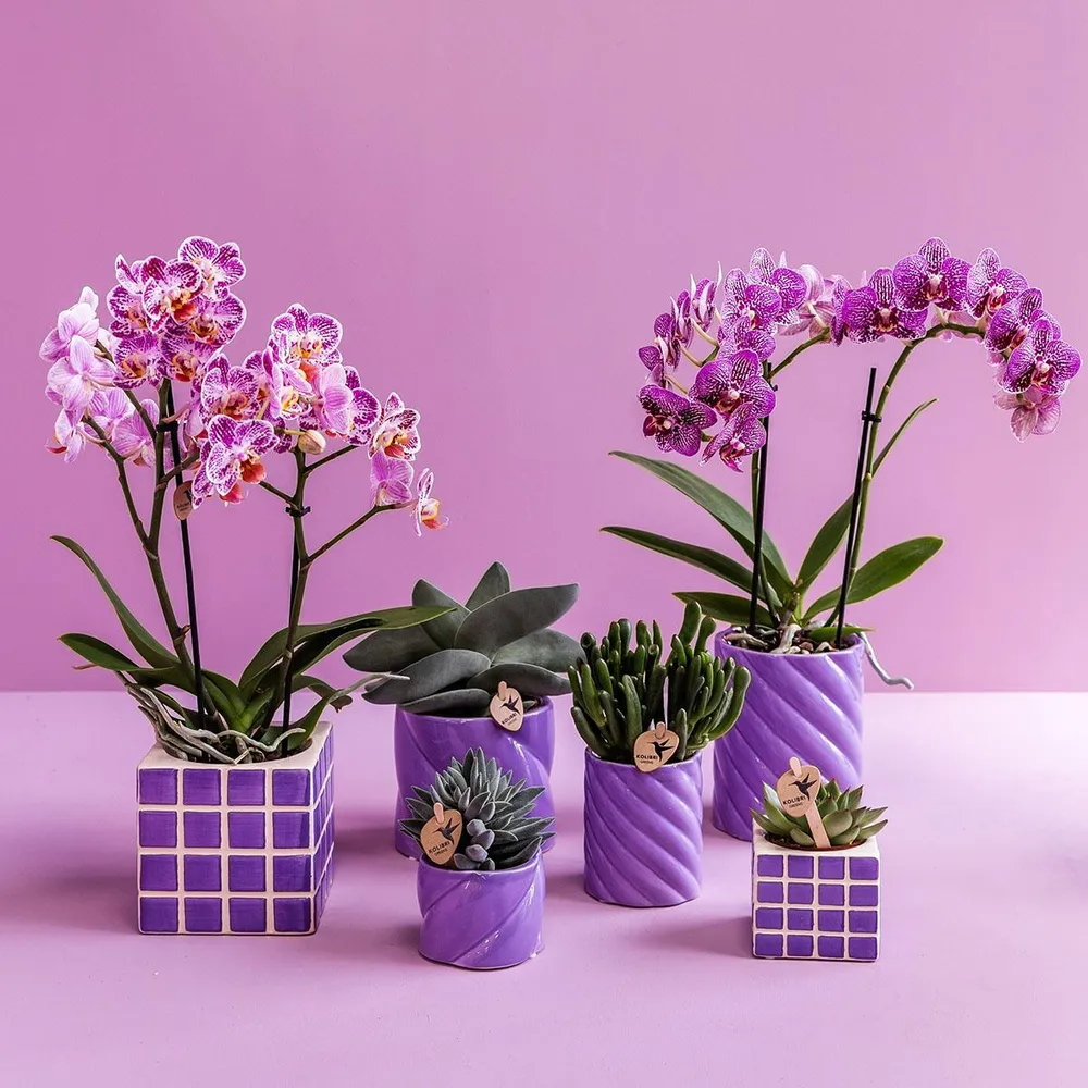 Pot décoratif Candy - Lilas