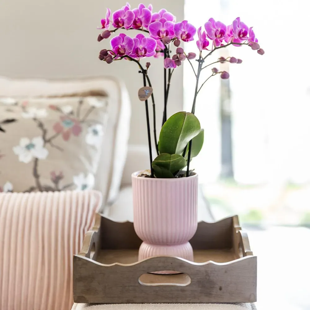 Pot décoratif Diabolo rose