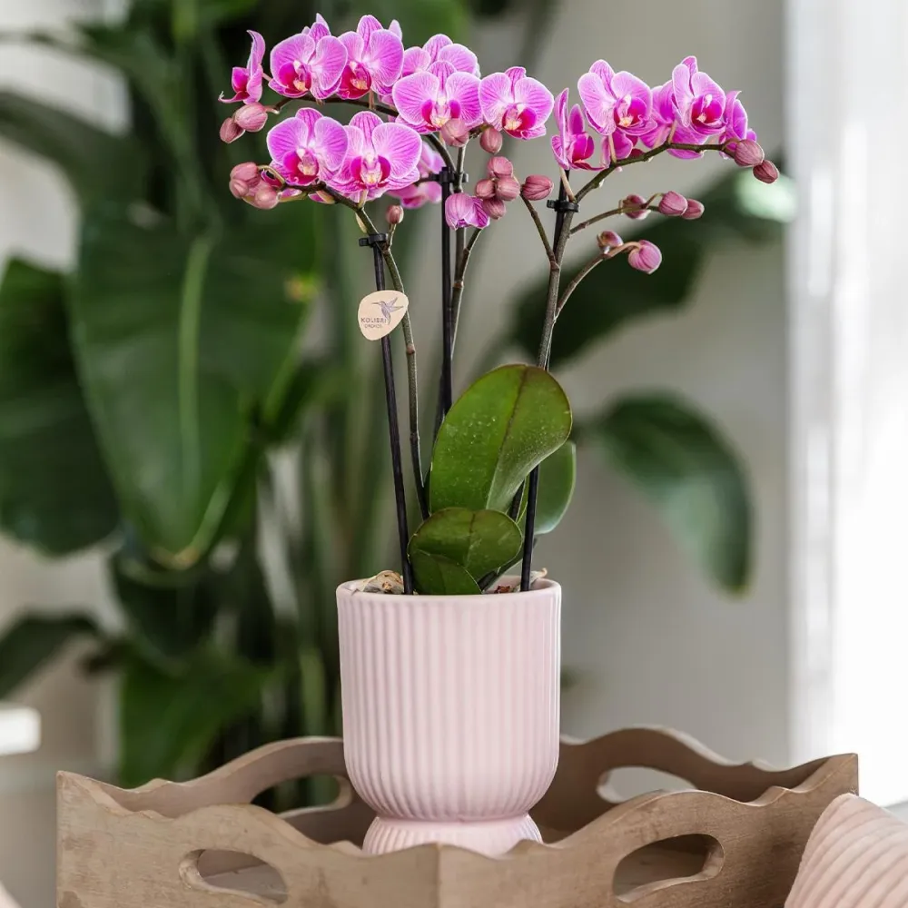 Pot décoratif Diabolo rose