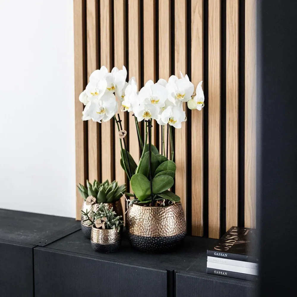 Pot décoratif Elite en cuivre