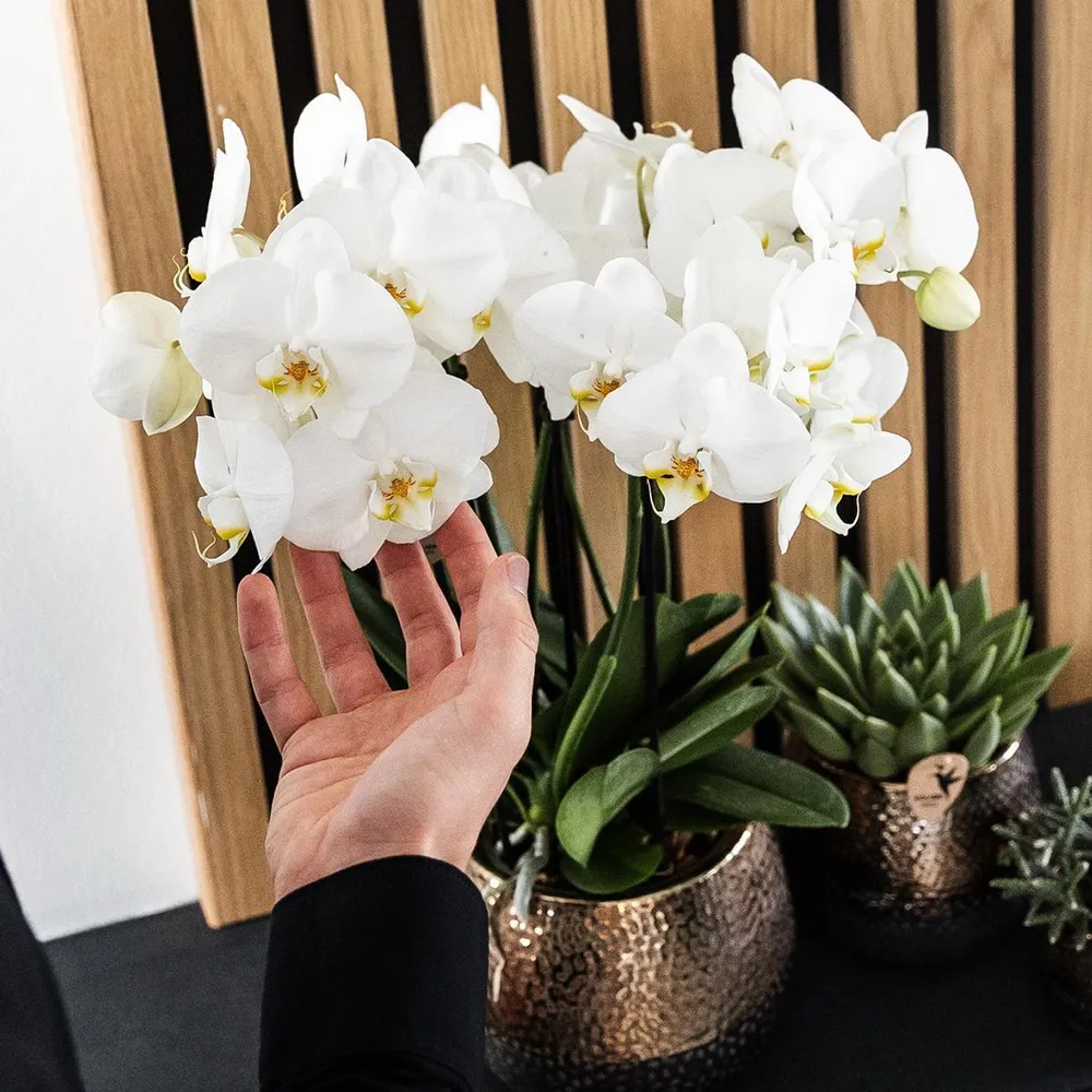 Pot décoratif Elite en cuivre