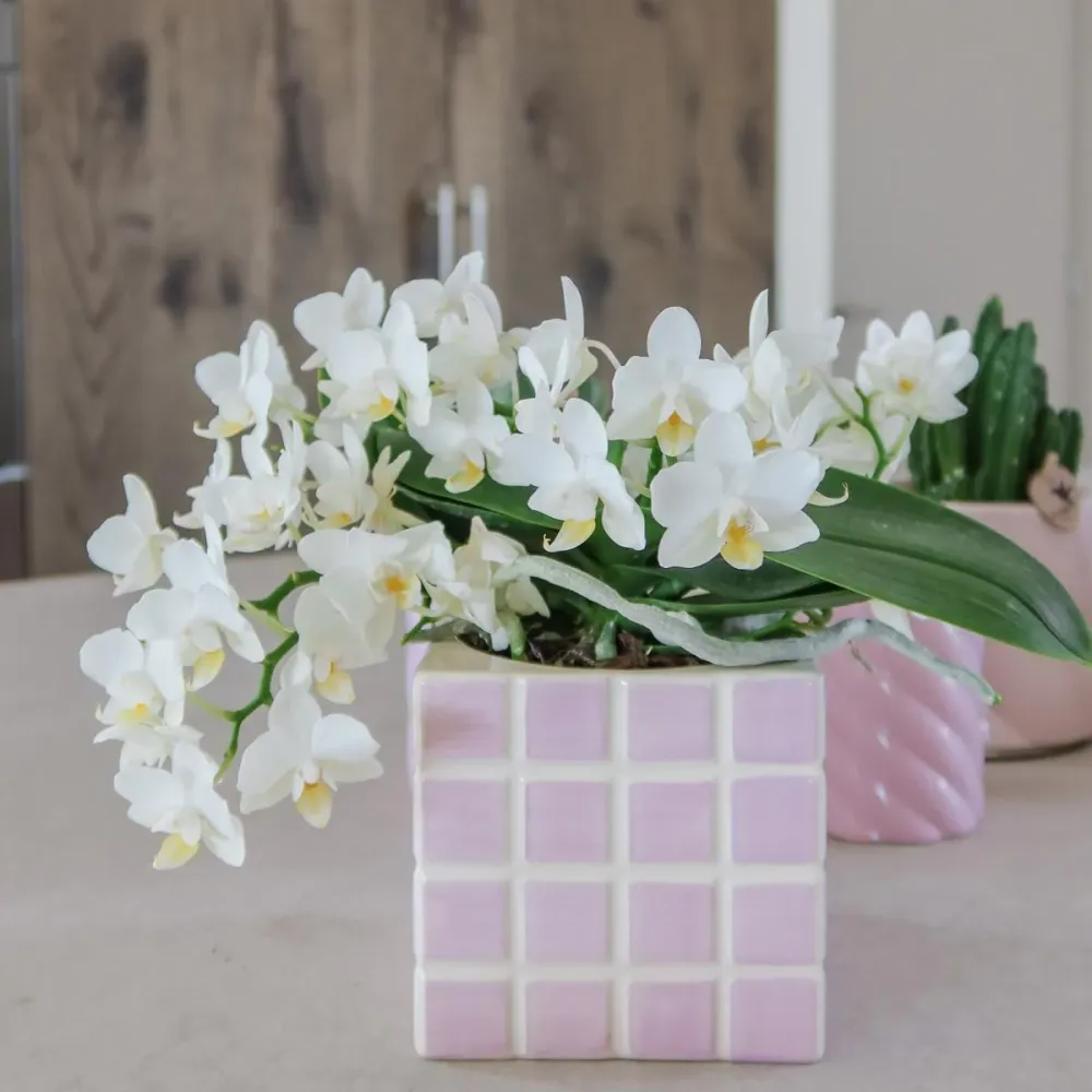 Pot décoratif Mosa Pink