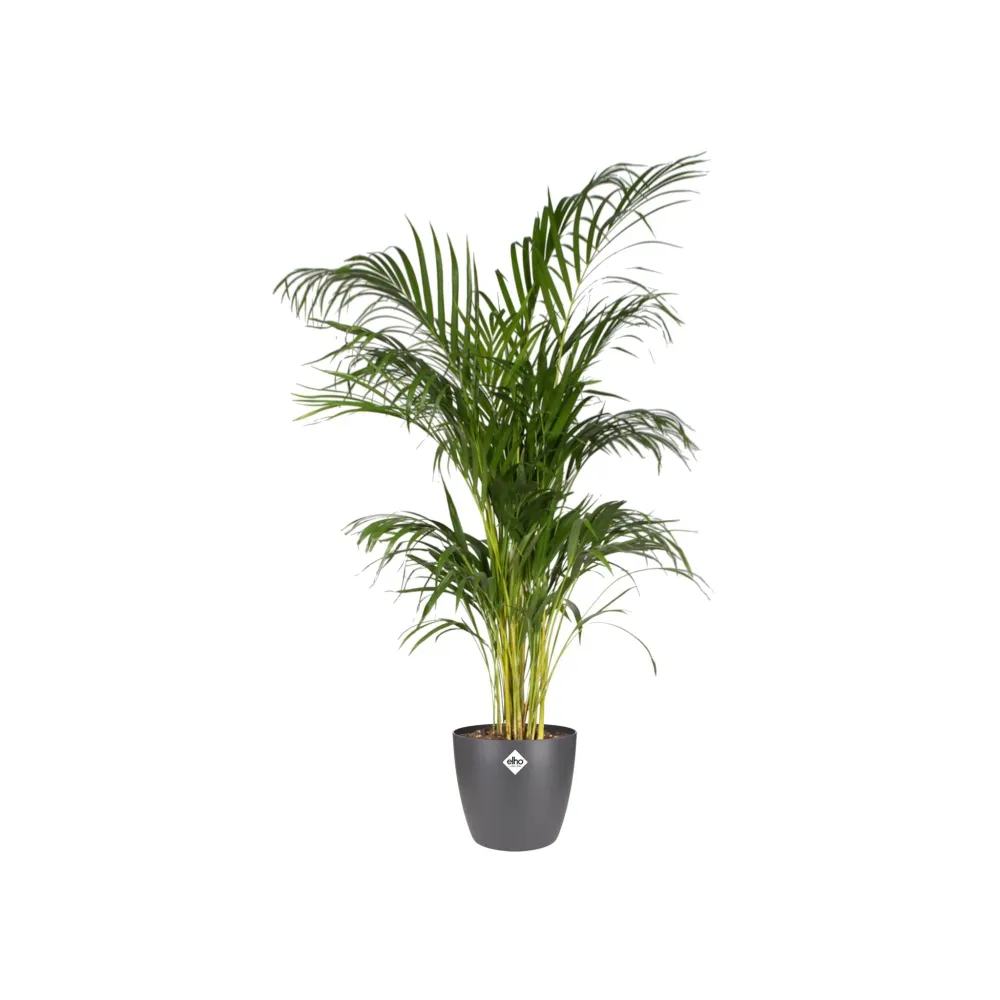 Pot elho Brussels Rond Anthracite 20 cm