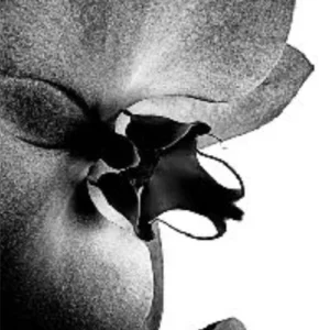 Stéphane de Bourgies, Love Orchid SECRET GALLERY PARIS