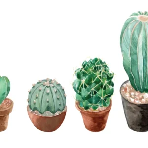 Sticker Set de 4 cactus terracota