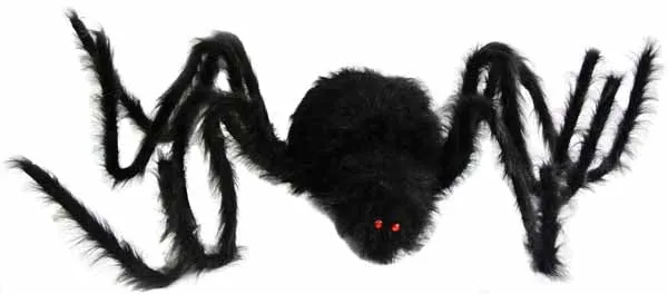 Araignée géante noire poilue Sunstar